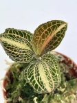 Storczyk Anoectochilus siamensis 'white center' / albolineatus varriegata