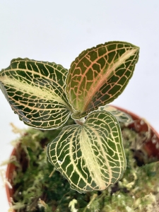 Storczyk Anoectochilus siamensis 'white center' / albolineatus varriegata 