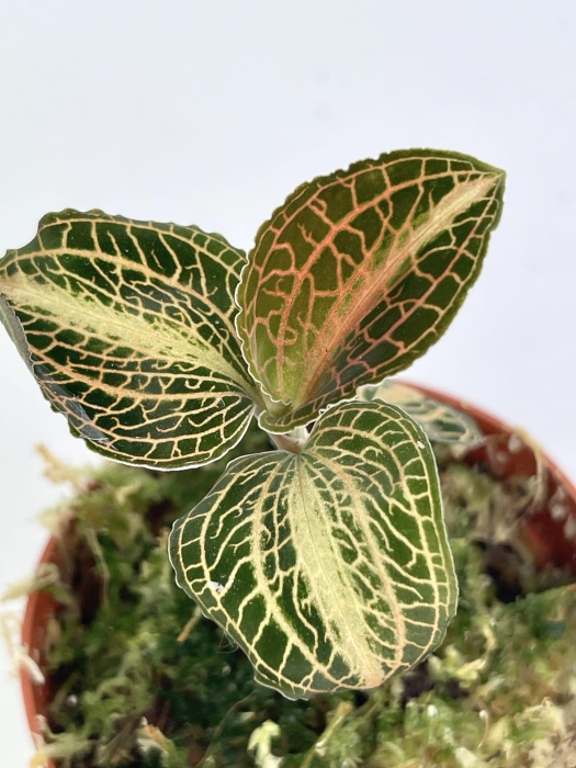 Storczyk Anoectochilus siamensis 'white center' / albolineatus varriegata
