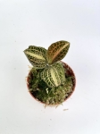 Storczyk Anoectochilus siamensis 'white center' / albolineatus varriegata