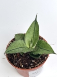 Sansevieria Rookie