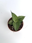 Sansevieria Rookie