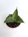 Sansevieria Rookie