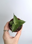Sansevieria Rookie