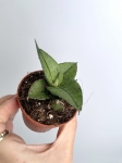 Sansevieria Rookie