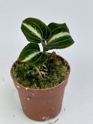 Storczyk Anoectochilus siamensis 'white center' green