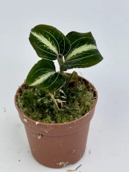 Storczyk Anoectochilus siamensis 'white center' green