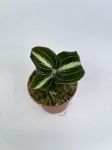 Storczyk Anoectochilus siamensis 'white center' green