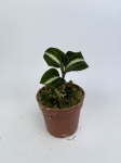 Storczyk Anoectochilus siamensis 'white center' green