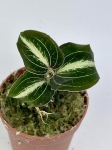 Storczyk Anoectochilus siamensis 'white center' green