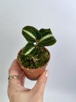 Storczyk Anoectochilus siamensis 'white center' green