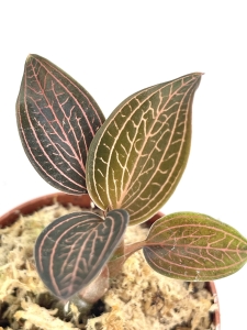 Ludisia discolor "Spiderman"