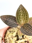 Ludisia discolor "Spiderman"