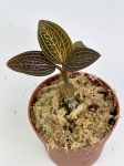 Ludisia discolor "Spiderman"