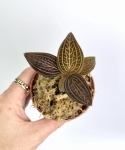 Ludisia discolor "Spiderman"