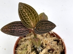 Ludisia discolor "Spiderman"