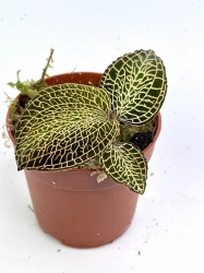 Anoectochilus roxburghii ‘red dragon’