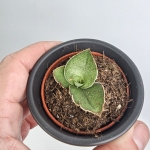 Sansevieria Tower Gray