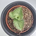 Sansevieria Tower Gray