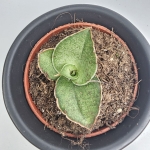 Sansevieria Tower Gray