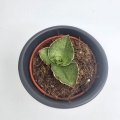 Sansevieria Tower Gray