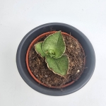 Sansevieria Tower Gray