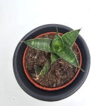 Sansevieria Table Mountain