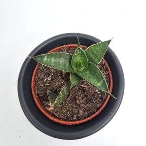 Sansevieria Table Mountain