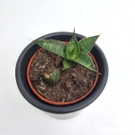 Sansevieria Table Mountain