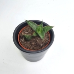 Sansevieria Table Mountain