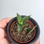 Sansevieria Table Mountain