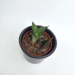 Sansevieria Table Mountain