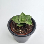 Sansevieria Cinta