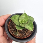 Sansevieria Cinta