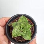 Sansevieria Cinta