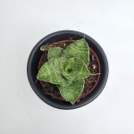 Sansevieria Cinta