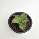 Sansevieria Cinta