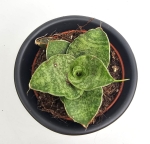 Sansevieria Cinta