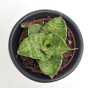 Sansevieria Cinta