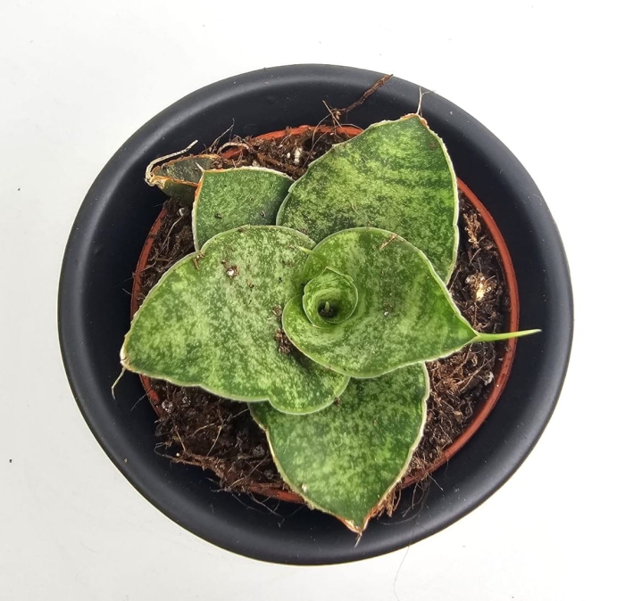 Sansevieria Cinta