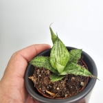 Sansevieria Snowflake