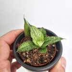Sansevieria Snowflake