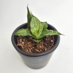 Sansevieria Snowflake