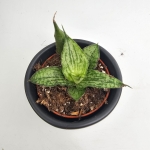 Sansevieria Snowflake