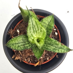 Sansevieria Snowflake