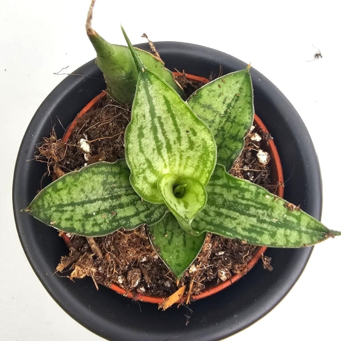 Sansevieria Snowflake