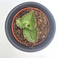 Sansevieria Tower Gray