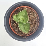 Sansevieria Tower Gray