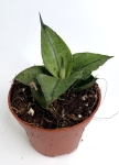 Sansevieria Rookie