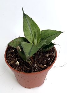 Sansevieria Rookie